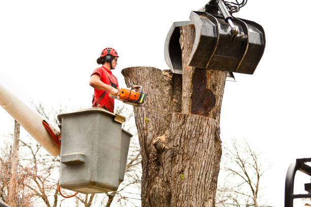 How Our Tree Care Process Works  in  Mount Vernon, MD